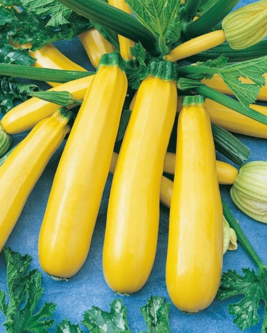 Courgette Plants – Atena F1 x 4