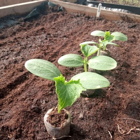 Courgette Plants – Atena F1 x 4