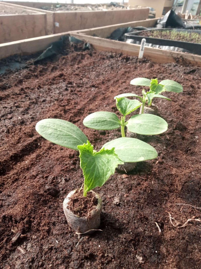 Courgette Plants – Atena F1 x 4