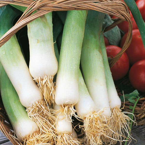 Leek Plants – Musselburgh x 40