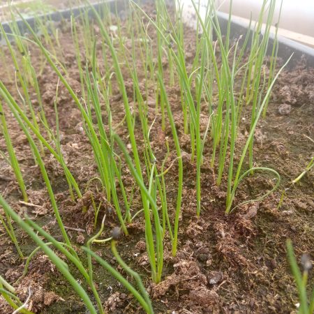 Leek Plants – Musselburgh x 40