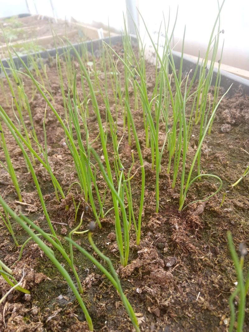 Leek Plants – Musselburgh x 40