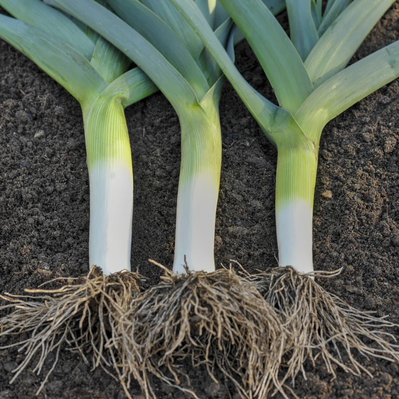 Leek Plants – Musselburgh x 40