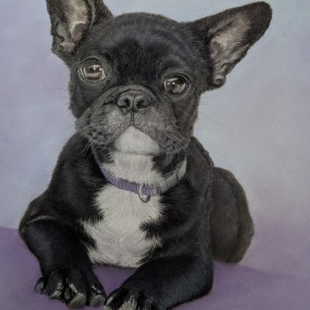 French Bulldog Portrait
