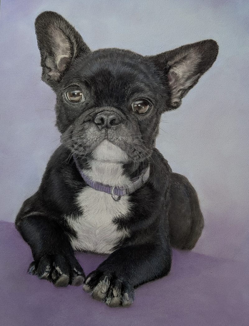 French Bulldog Portrait