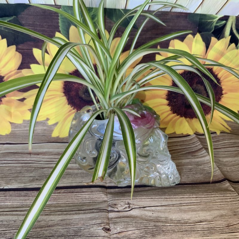 Ornate Skull Succulent Planter Clear Green Pink. Plant not included! (Copy)