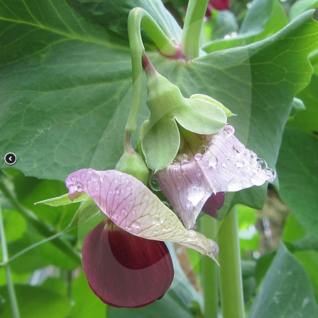 12 x PEA PLANTS - Purple 'mangetout' Shiraz - Seedlings - Plug Plants - snow