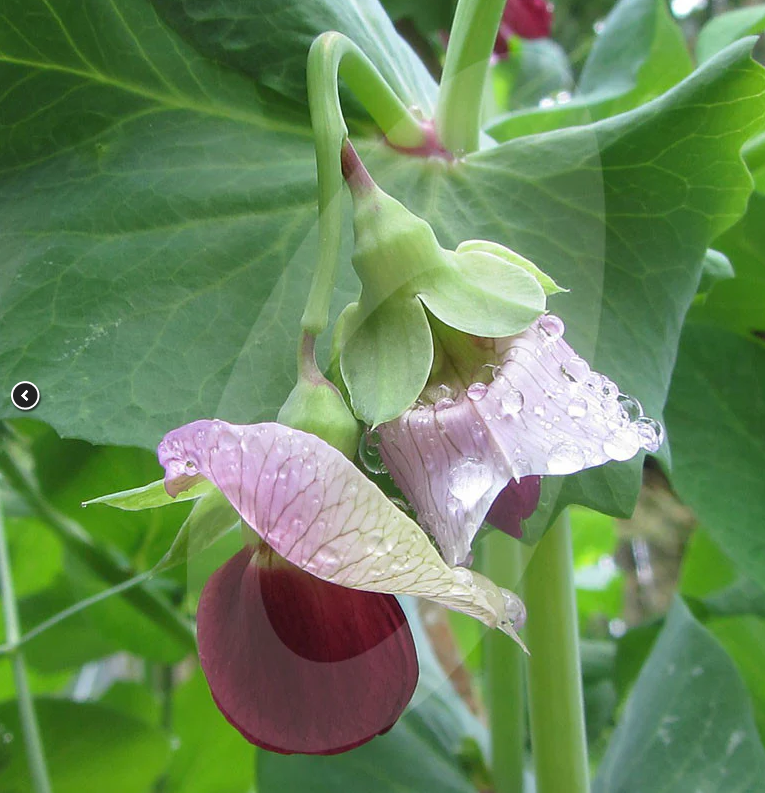 12 x PEA PLANTS - Purple 'mangetout' Shiraz - Seedlings - Plug Plants - snow