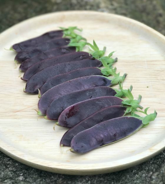12 x PEA PLANTS - Purple 'mangetout' Shiraz - Seedlings - Plug Plants - snow