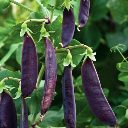 12 x PEA PLANTS - Purple 'mangetout' Shiraz - Seedlings - Plug Plants - snow