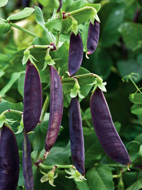 12 x PEA PLANTS - Purple 'mangetout' Shiraz - Seedlings - Plug Plants - snow