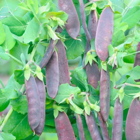 12 x PEA PLANTS - Purple 'mangetout' Shiraz - Seedlings - Plug Plants - snow