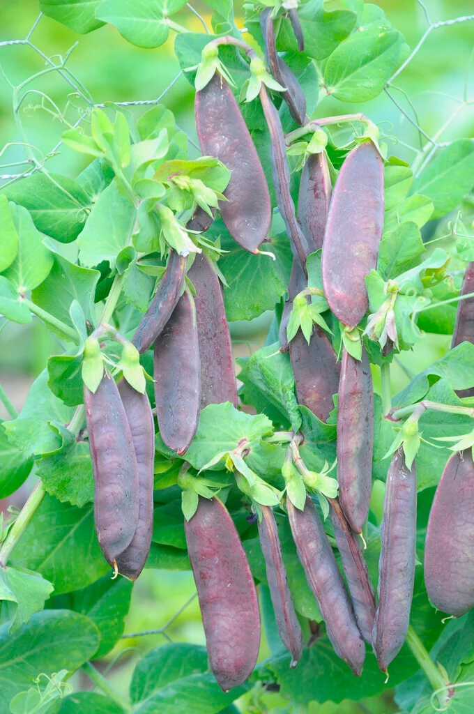 12 x PEA PLANTS - Purple 'mangetout' Shiraz - Seedlings - Plug Plants - snow