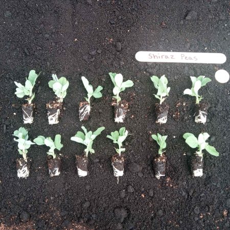 12 x PEA PLANTS - Purple 'mangetout' Shiraz - Seedlings - Plug Plants - snow