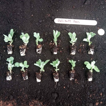 PEA PLANTS – 'Delikett' x 12- sugar snap – Seedlings – Plug Plants