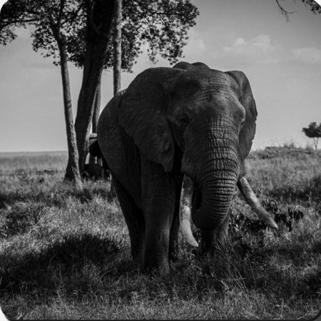 Mixed Wildlife Coasters, set of 4, black and white.