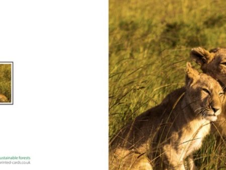 Lion greetings card, blank inside, 6x4”