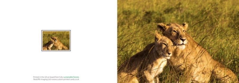 Lion greetings card, blank inside, 6x4”