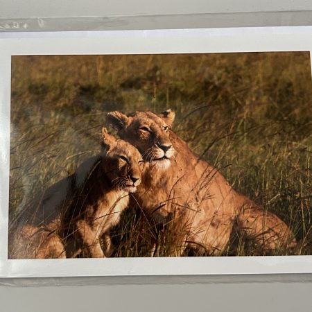 Lion greetings card, blank inside, 6x4”