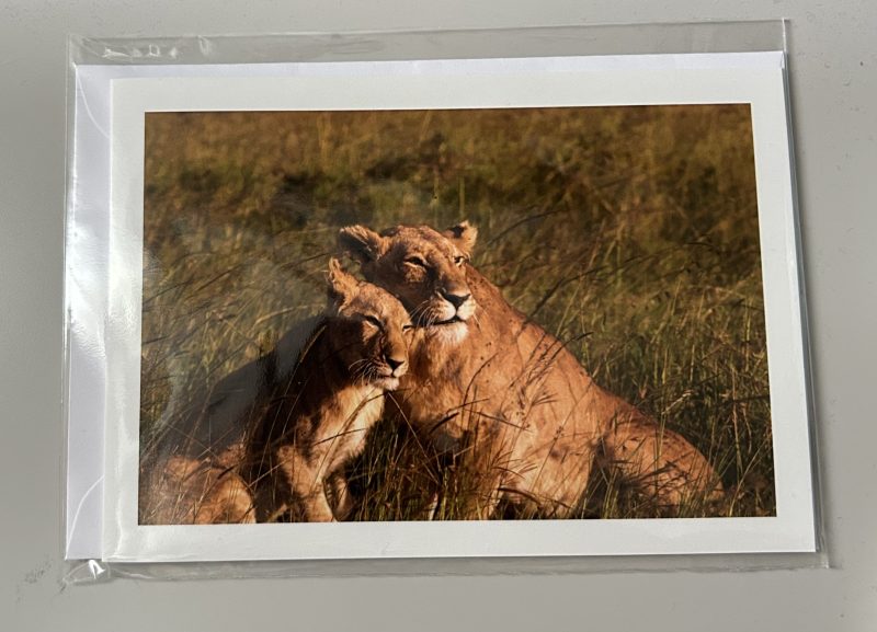 Lion greetings card, blank inside, 6x4”