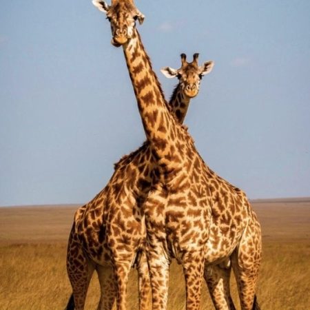 Giraffe greeting card, blank inside, 6x4”