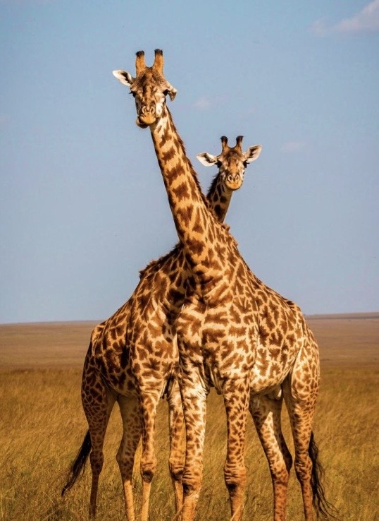 Giraffe greeting card, blank inside, 6x4”