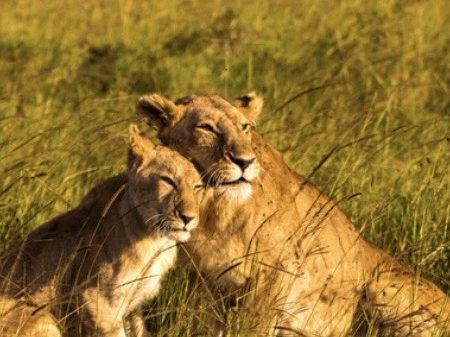 Lion greetings card, blank inside, 6x4”