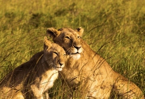 Lion greetings card, blank inside, 6x4”