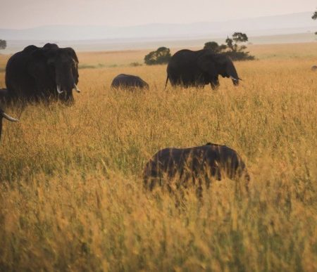 Greetings card, elephant herd, blank inside, 6x4”