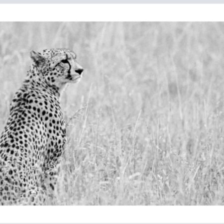 Cheetah Greetings Card, blank inside, 6x4”