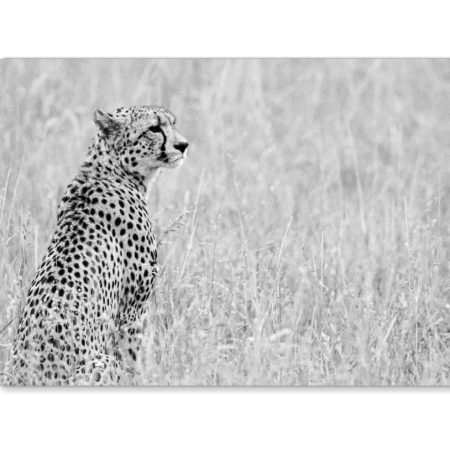 Black and White Cheetah Portrait Fridge Magnet, 3x2 inches
