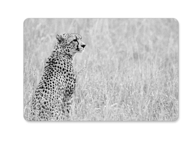 Black and White Cheetah Portrait Fridge Magnet, 3x2 inches