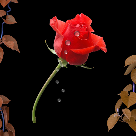 Wall Art - Flower Stems with Morning Dew - Digital Download