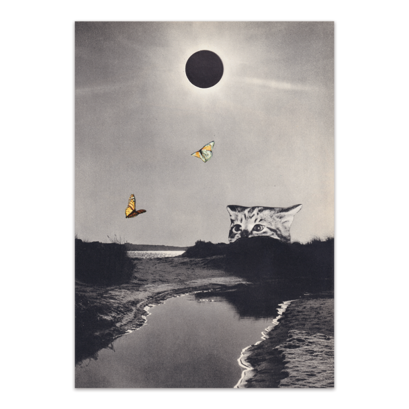 Flutter Limited Edition Cat & Butterfly Print