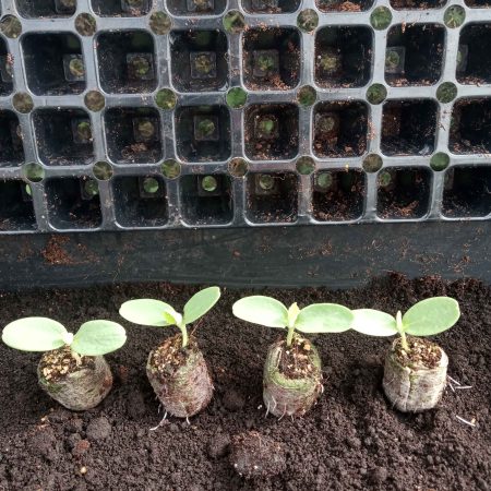 Melon Plants – Emir F1 x 4 - suits the UK Climate