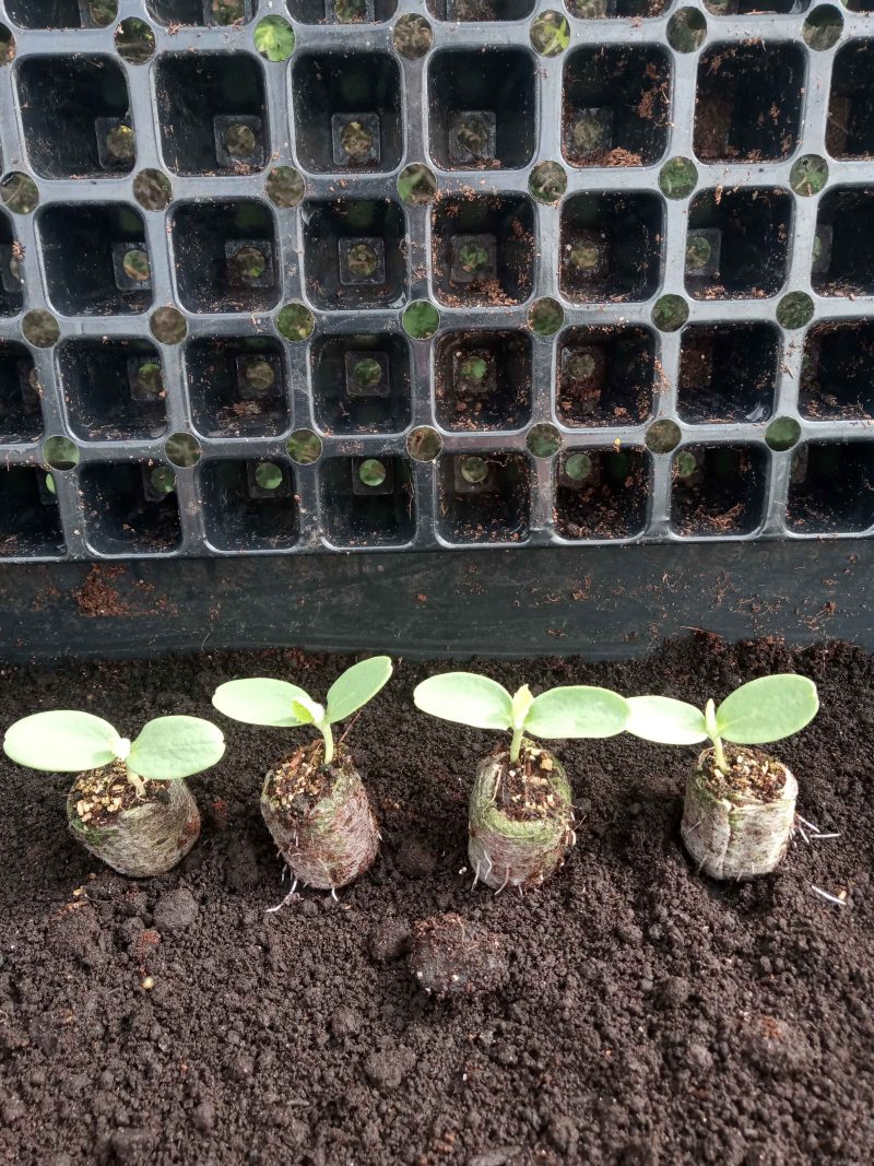 Melon Plants – Emir F1 x 4 - suits the UK Climate