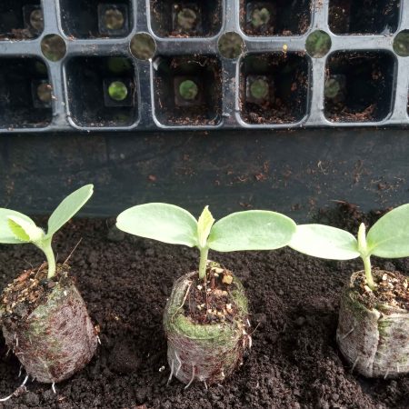 Melon Plants – Emir F1 x 4 - suits the UK Climate