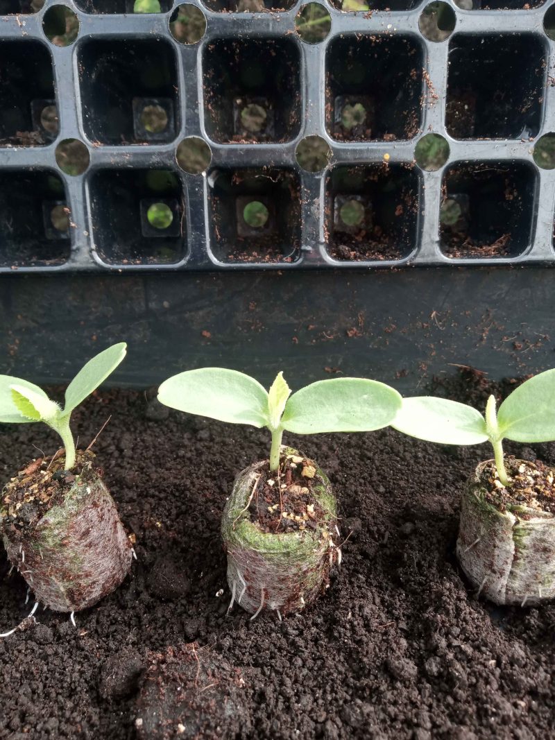 Melon Plants – Emir F1 x 4 - suits the UK Climate