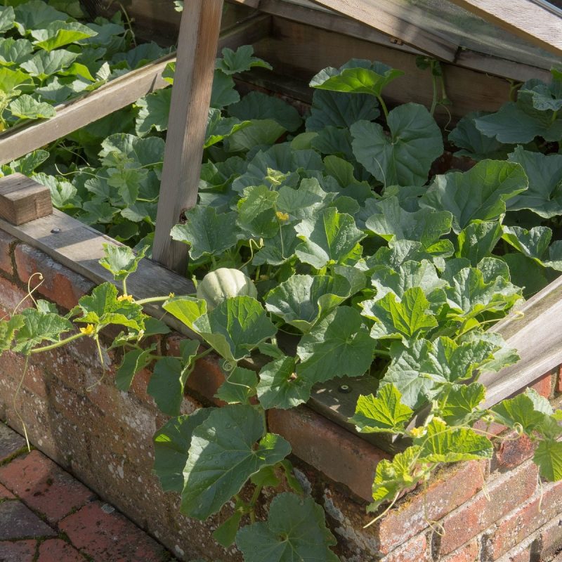 Melon Plants – Emir F1 x 4 - suits the UK Climate