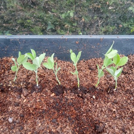 Sweetpea Plants – Royal Family Mix x 12