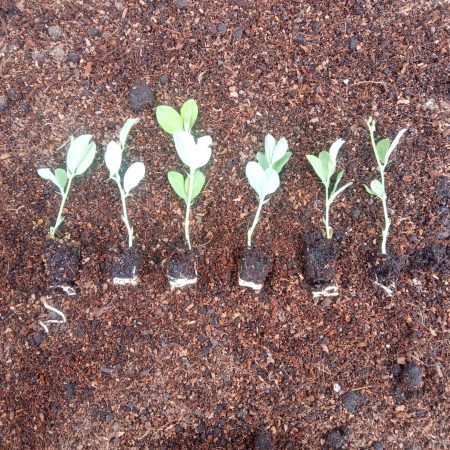 Sweetpea Plants – Royal Family Mix x 12