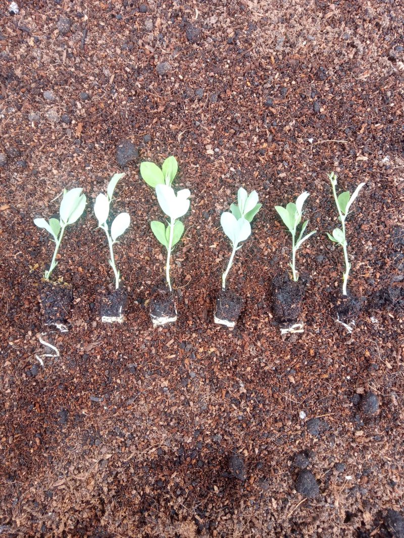 Sweetpea Plants – Royal Family Mix x 12