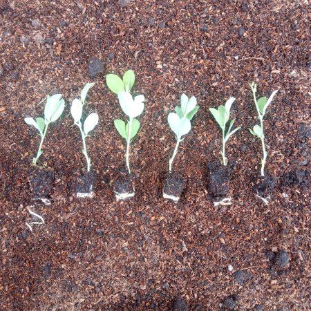 Sweetpea Plants – Royal Family Mix x 12