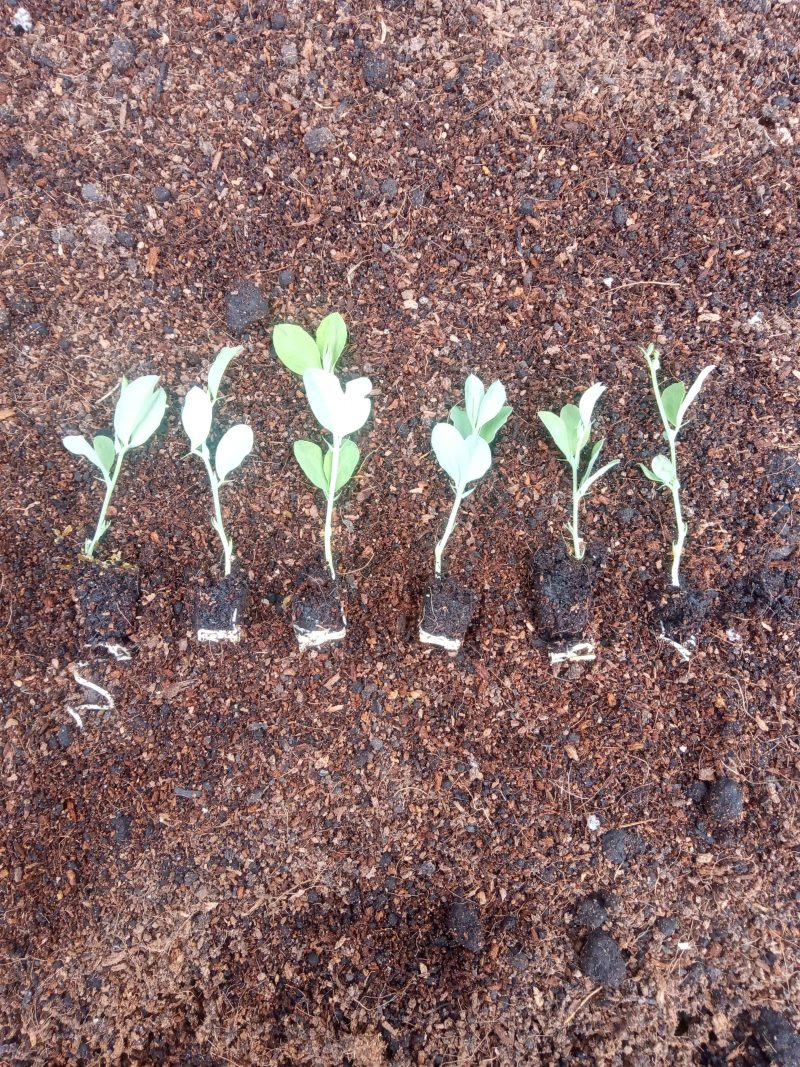 Sweetpea Plants – Royal Family Mix x 12