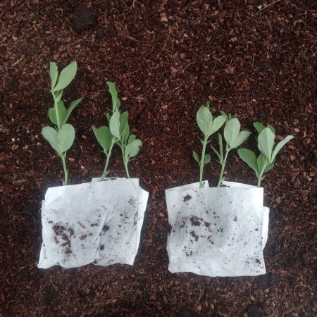 Sweetpea Plants – Royal Family Mix x 12