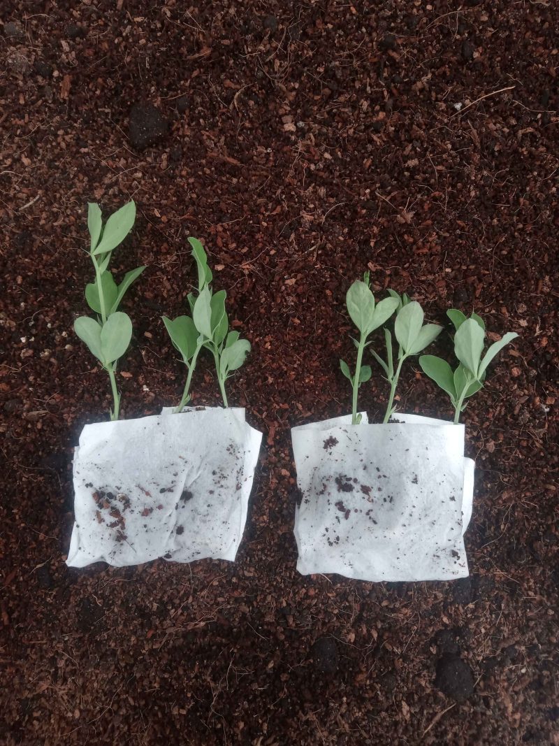 Sweetpea Plants – Royal Family Mix x 12
