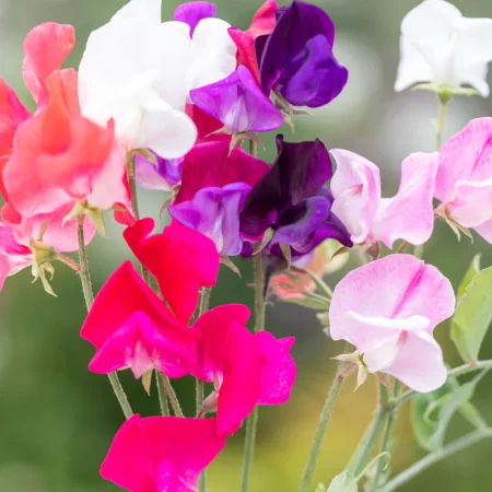 Sweetpea Plants – Royal Family Mix x 12