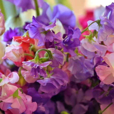 Sweetpea Plants – Royal Family Mix x 12