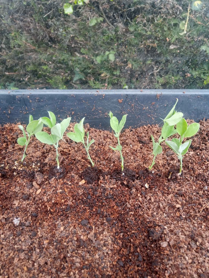 Sweetpea Plants – Royal Family Mix x 12