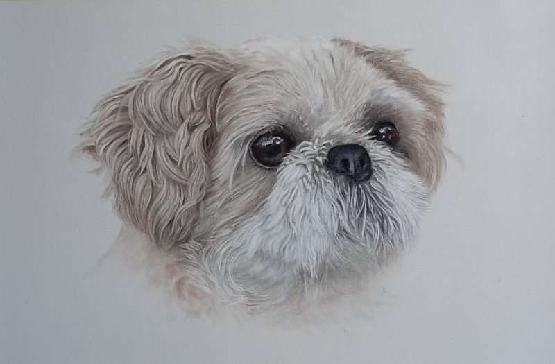 Custom Pastel Pet Portraits